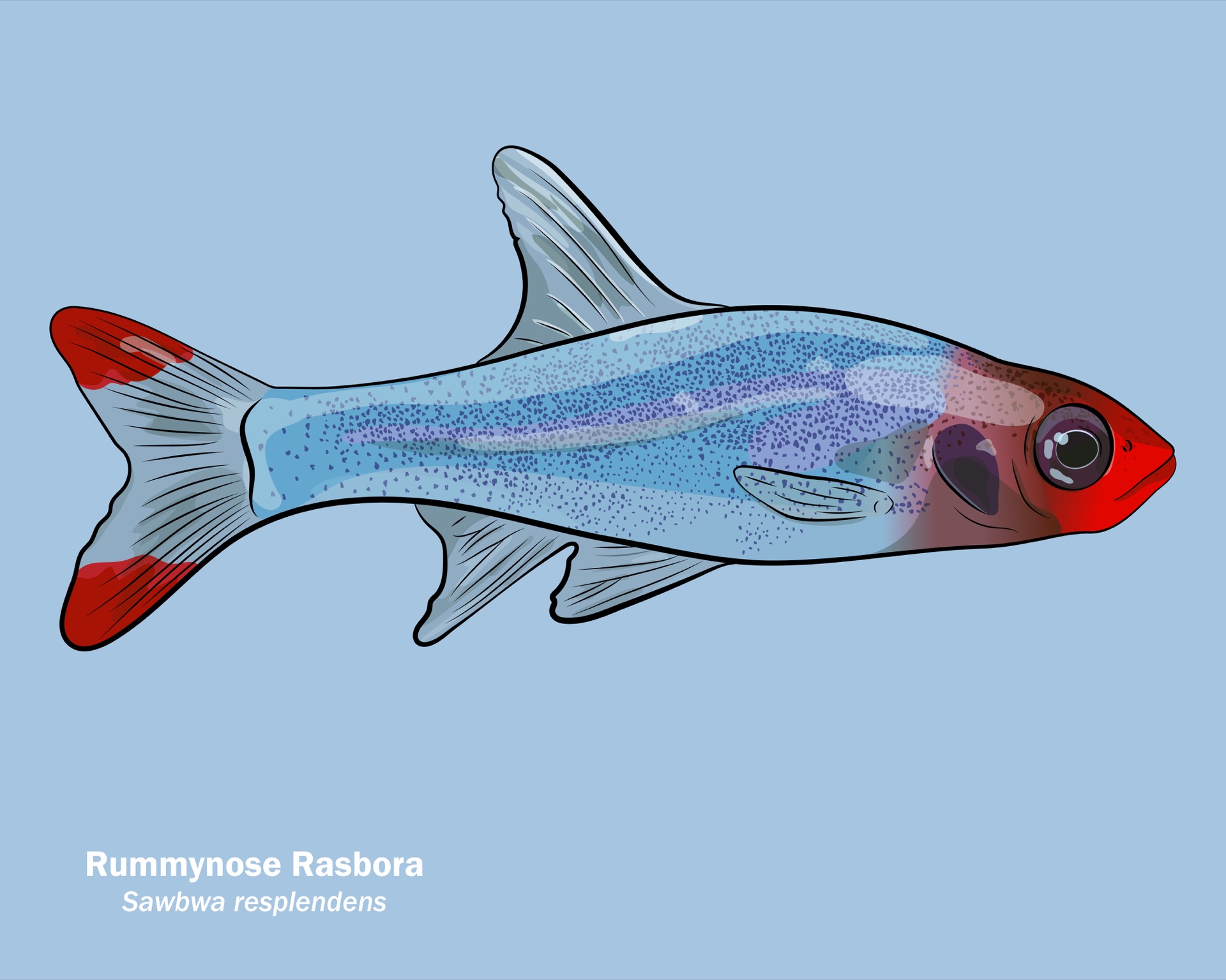 Rummynose Rasbora